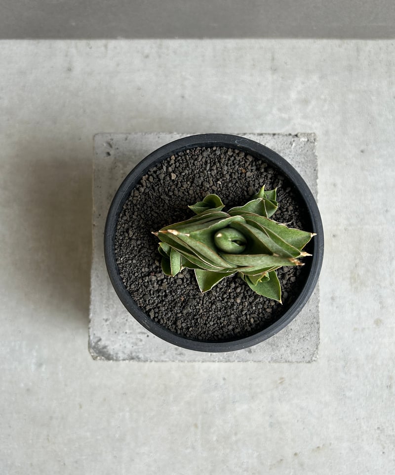 サンセベリア サン ラック 「Sansevieria San Luk」31G | SHOUCH