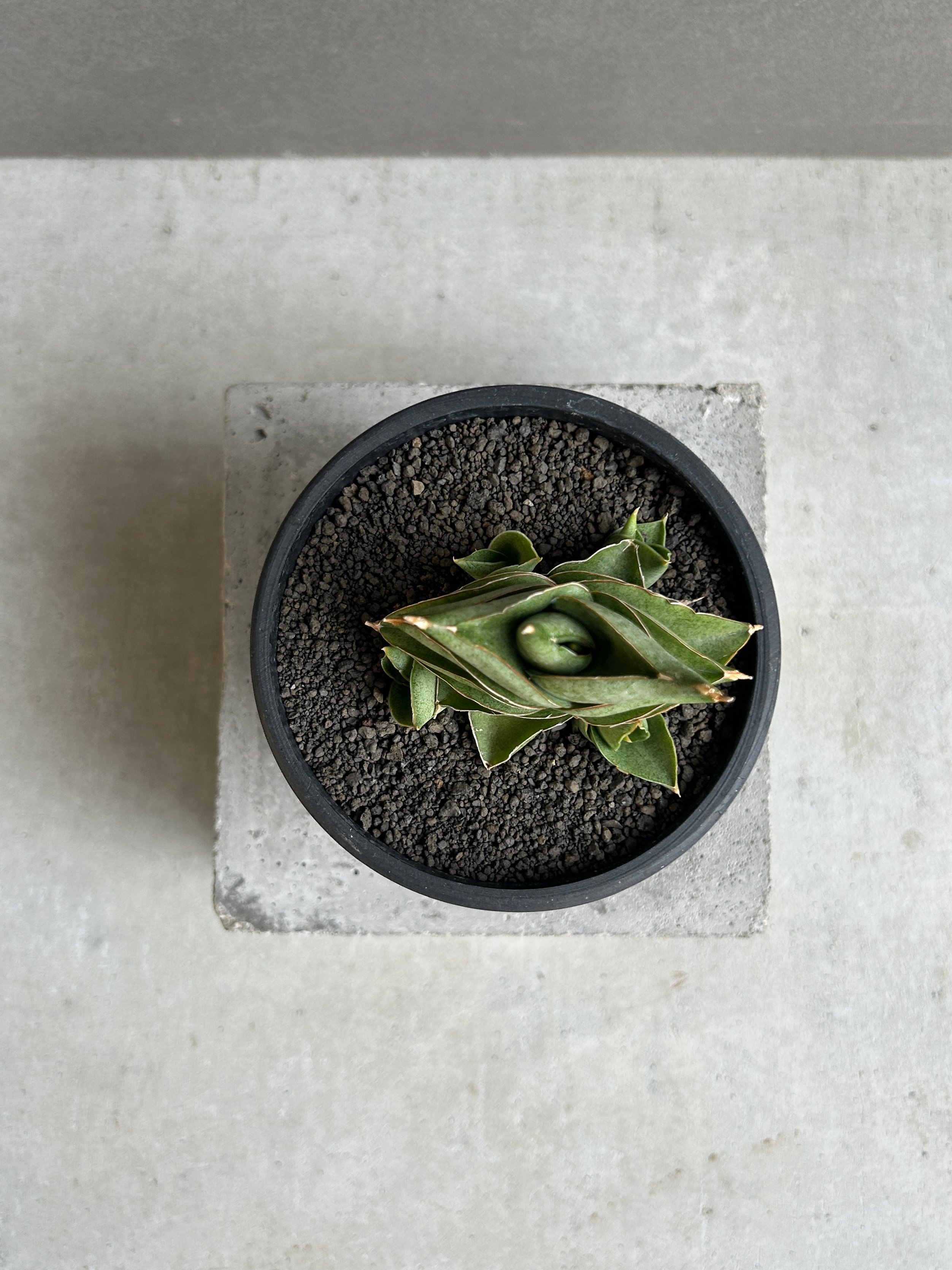 サンセベリア サン ラック 「Sansevieria San Luk」31G | SHOUCH