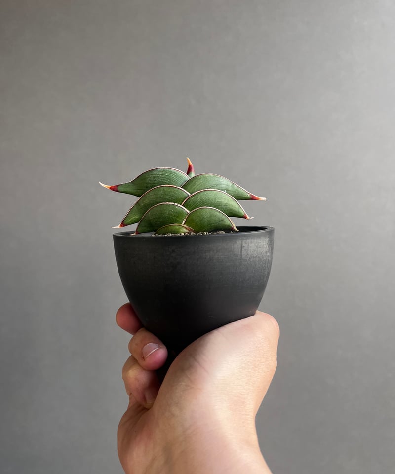 サンセベリア ロリダ 「Sansevieria rorida」8A | SHOUCHIKUEN