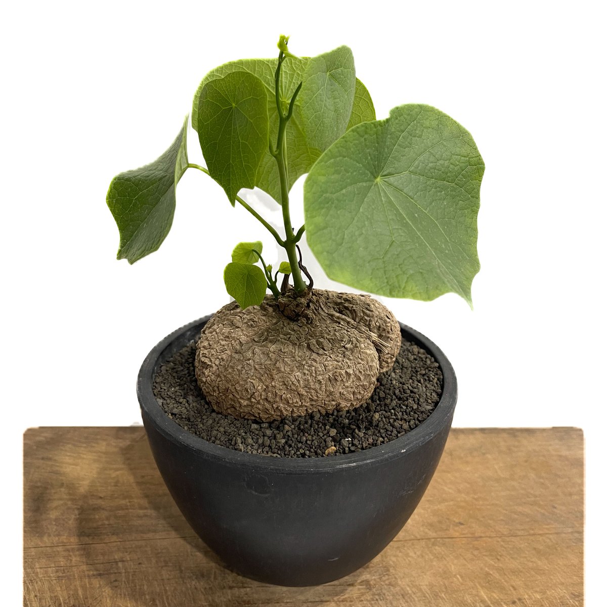 希少スラファニア・スベローサ 独特の幹立ちと個性的な葉姿 fit=scale-down,w=1200