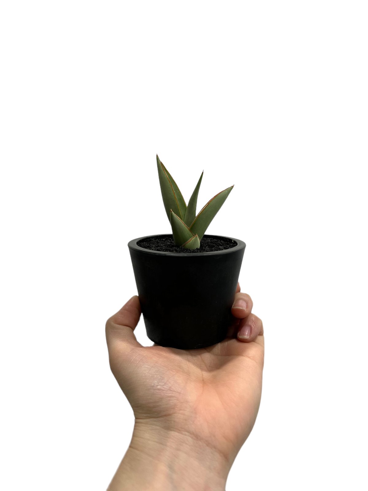 Sansevieria Chao Phraya チャオプラヤ タイの有名な川の名前が