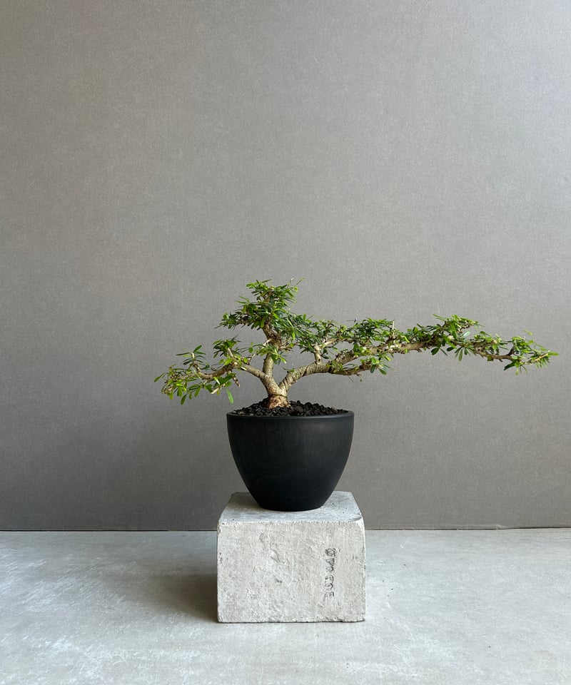 うち” 盆栽 Limited Edition「“UCHI” BONSAI 」86H | SH