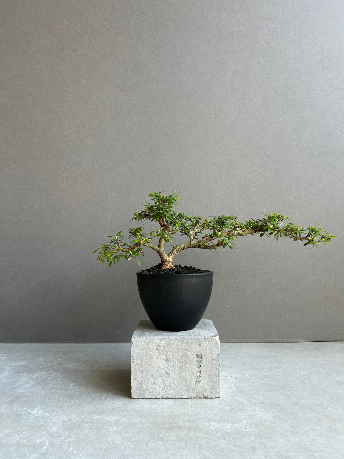 一想　盆栽鉢　早い者勝ち！！ うち” 盆栽 Limited Edition「“UCHI” BONSAI 」86H | SH