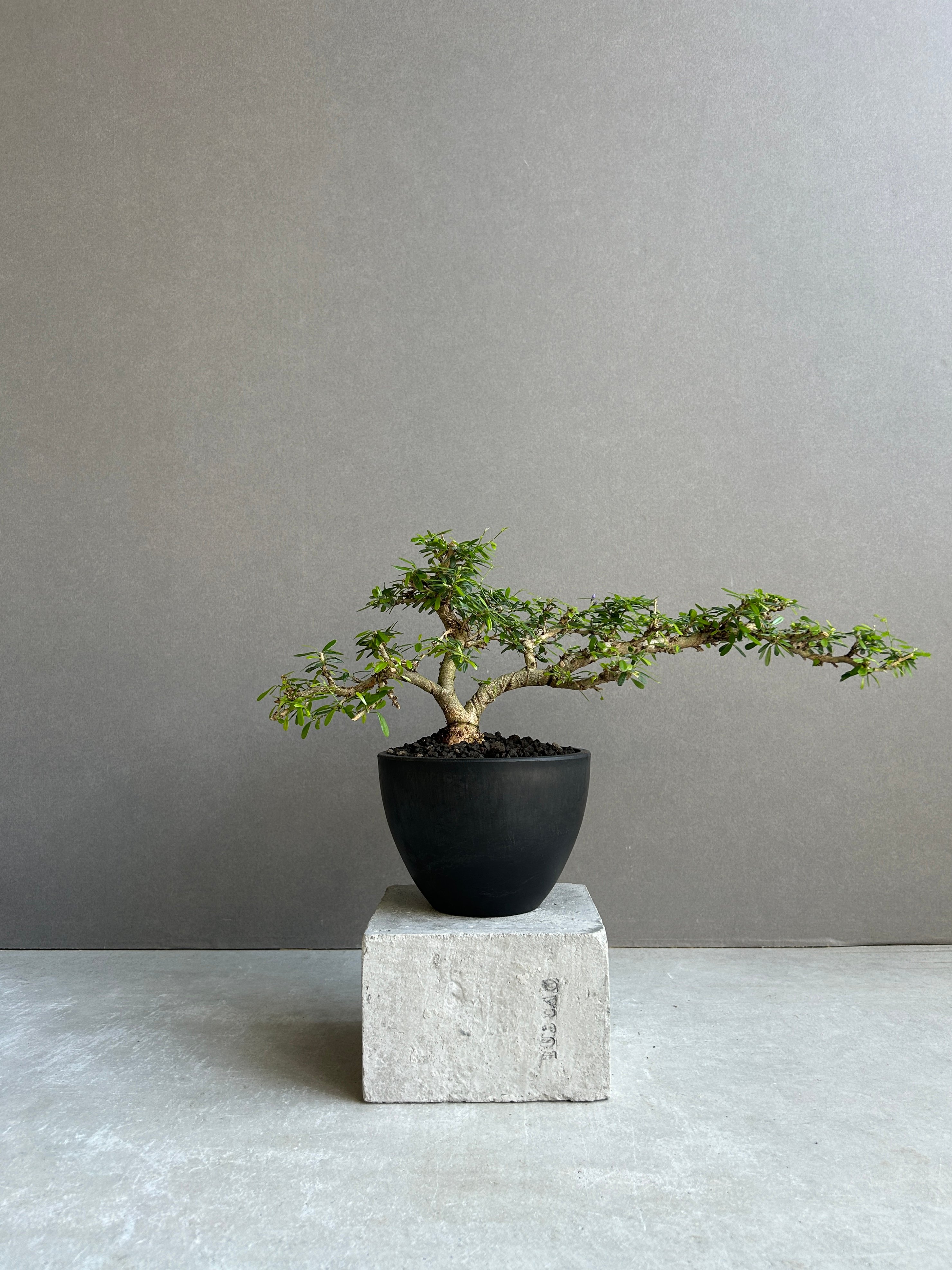 うち” 盆栽 Limited Edition「“UCHI” BONSAI 」86H | SH