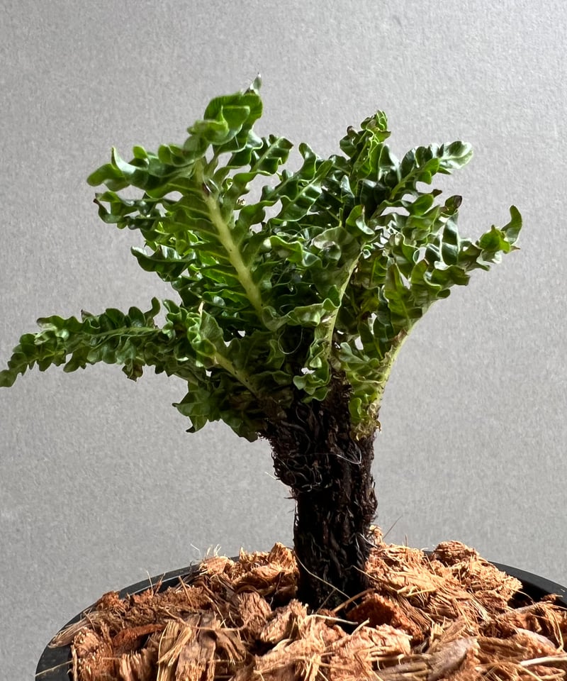 ブレクナム ギッバム ドワーフ 「Blechnum gibbum Dwarf 」22C | S