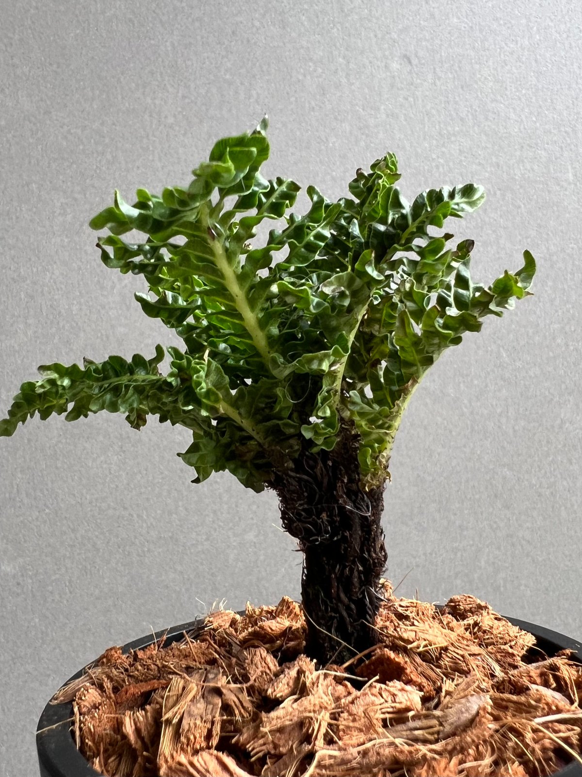 ブレクナム ギッバム ドワーフ 「Blechnum gibbum Dwarf 」22C | S