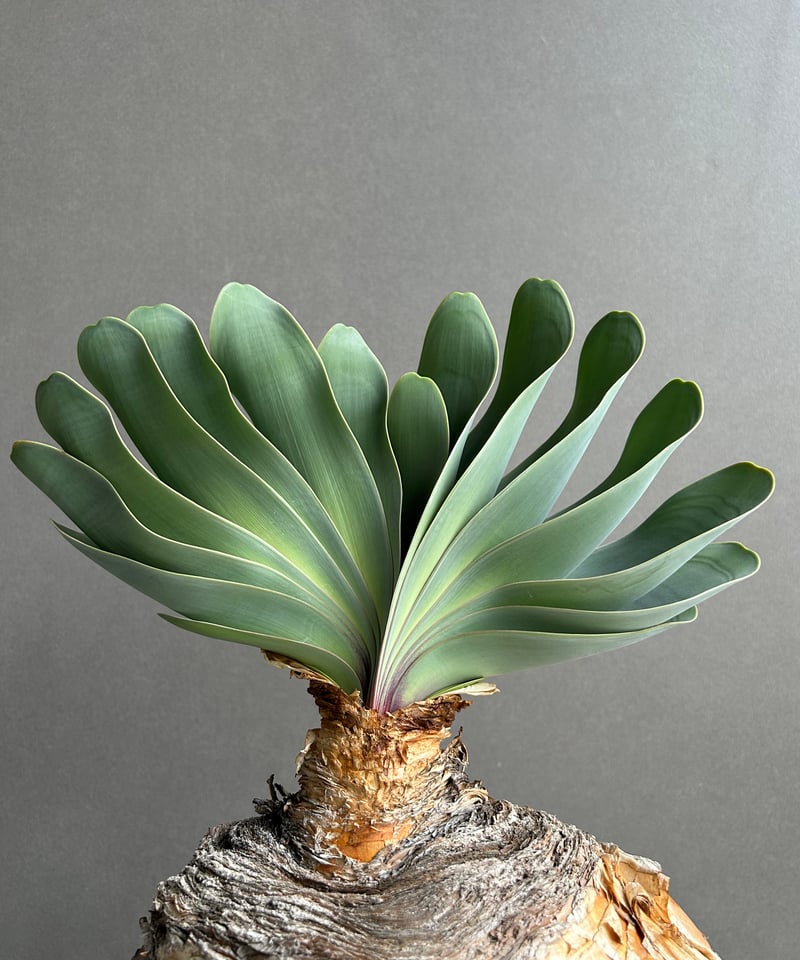 ブーファン ハエマンソイデス 「Boophane haemanthoides」5O | SHO