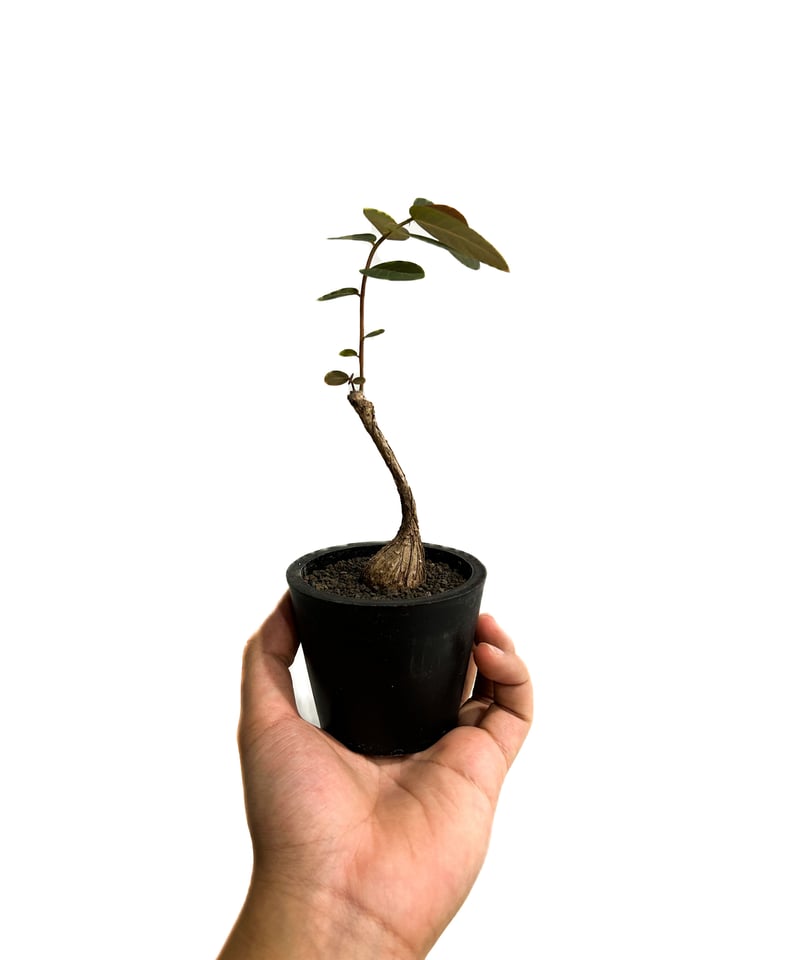 フィランサス ミラビリス「Phyllanthus mirabilis」7/20-38A | S