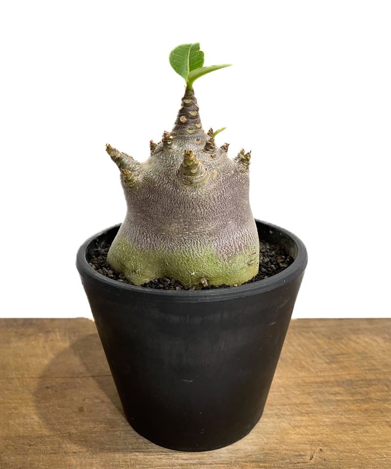 アデニウム アラビカムドワーフ タイプ “ブラック”「Adenium arabicum