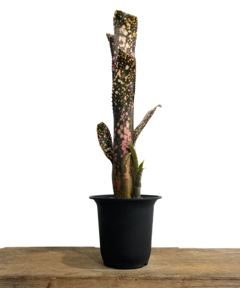 Billbergiaセット　ビルベルギア Bill.el zorro 【artPLANTs/PLANTS GARAGE 】 ビルベルギア