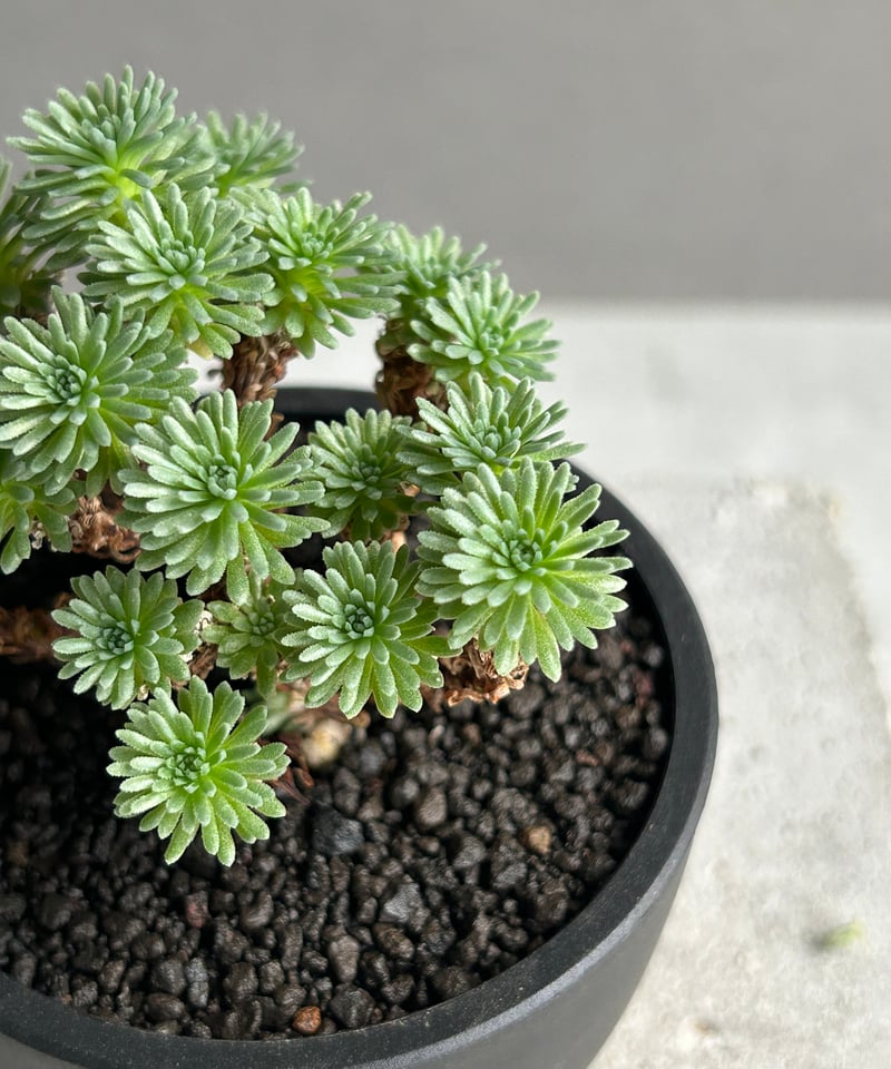 セダム 小松緑(こまつみどり) 「Sedam multiceps」60L | SHOUCHIKUEN