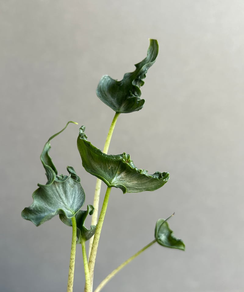 アロカシア ホーリー グレイル “ドワーフ”「Alocasia Holy Grail “ Dw