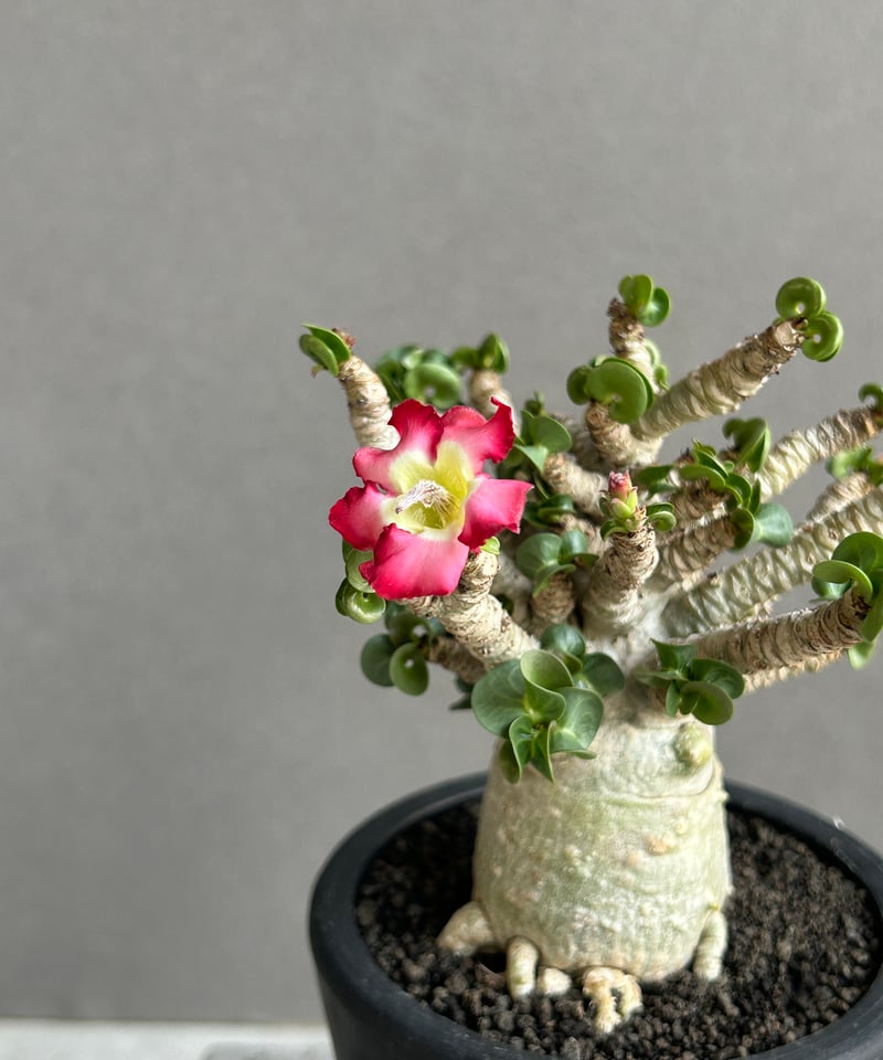 アデニウム メデューサ D.H.A (獅子葉)“選抜個体” 「Adenium Medusa