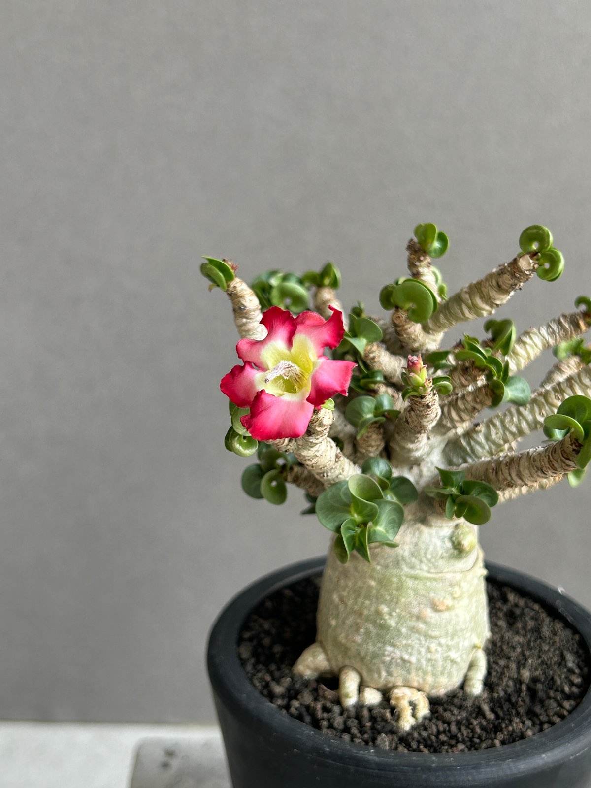 アデニウム メデューサ DHA 極美 Adenium Medusa DHA アデニウム メデューサ D.H.A (獅子葉)“選抜個体” 「Adenium Medusa