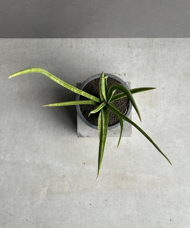 サンセベリア コヨーテ+STAND BY ME POT 「Sansevieria Coyote