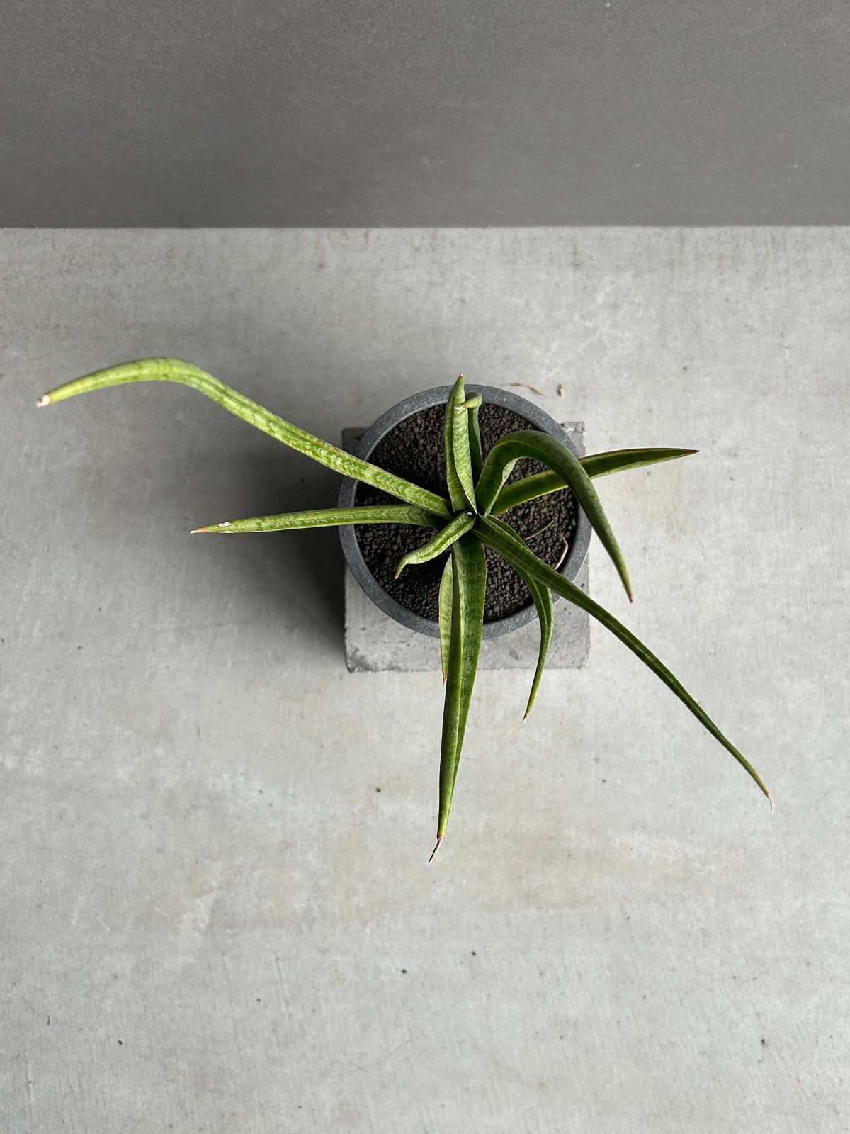 サンセベリア コヨーテ+STAND BY ME POT 「Sansevieria Coyote