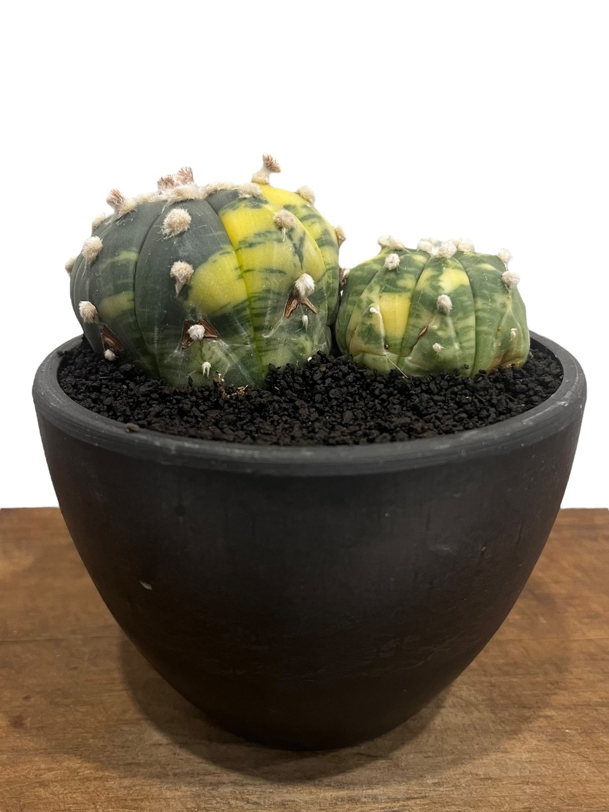新品レア6枚set⭐️アボガド　サボテン　シトラス　バナナジュース　ダイヤモンド アストロフィツム 兜丸錦 「Astrophytum asterias Variegated