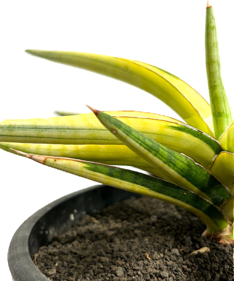 サンセベリア トム グランベリー 斑入「Sansevieria Tom Grumbley va