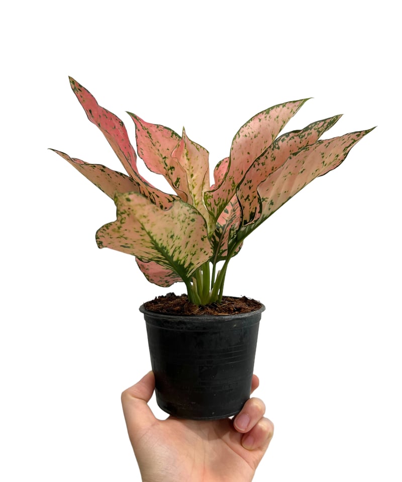 Aglaonema pictum ディープフォレスト アグラオネマピクタムディープ