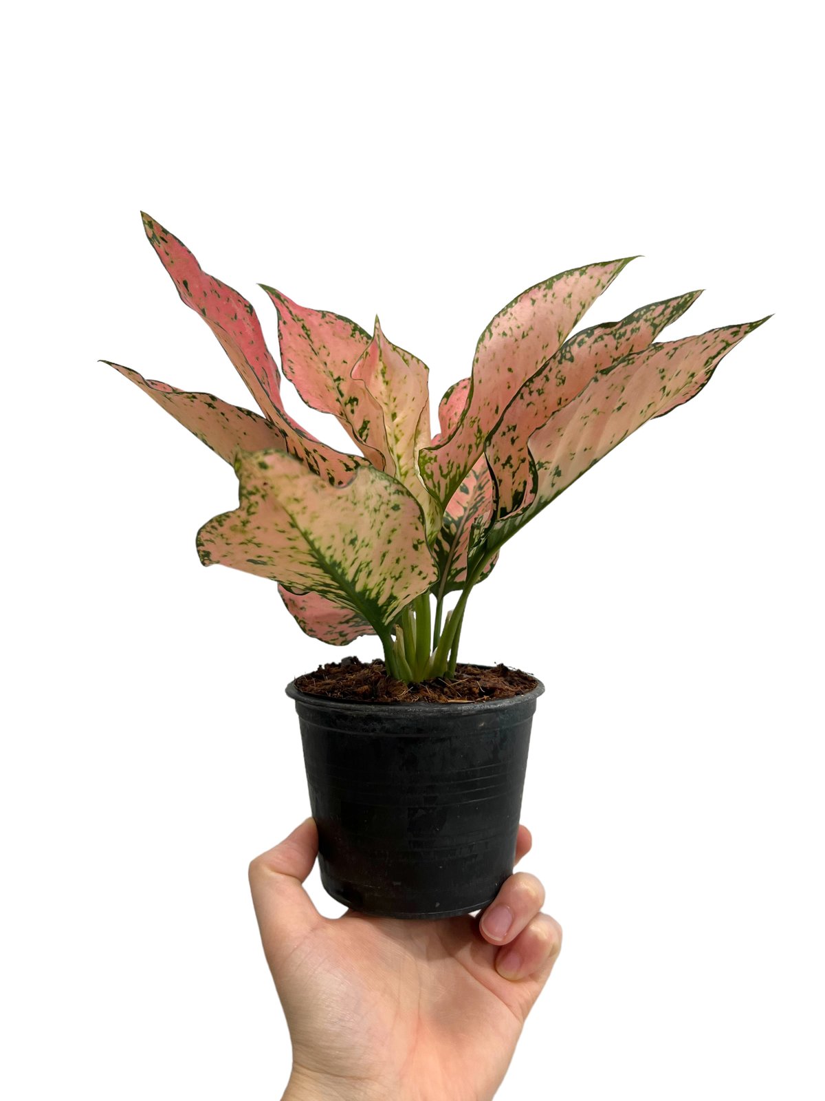 アグラオネマ・プラカイペット（Aglaonema 'Prakai Pet'） Aglaonema