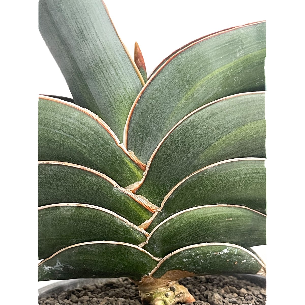 M*O様 ＊Sansevieria Rorida＊サンスベリアロリダ＊斑入り＊ サンセベリア ロリダ 斑入り「Sansevieria rorida Var.」32G-1 |