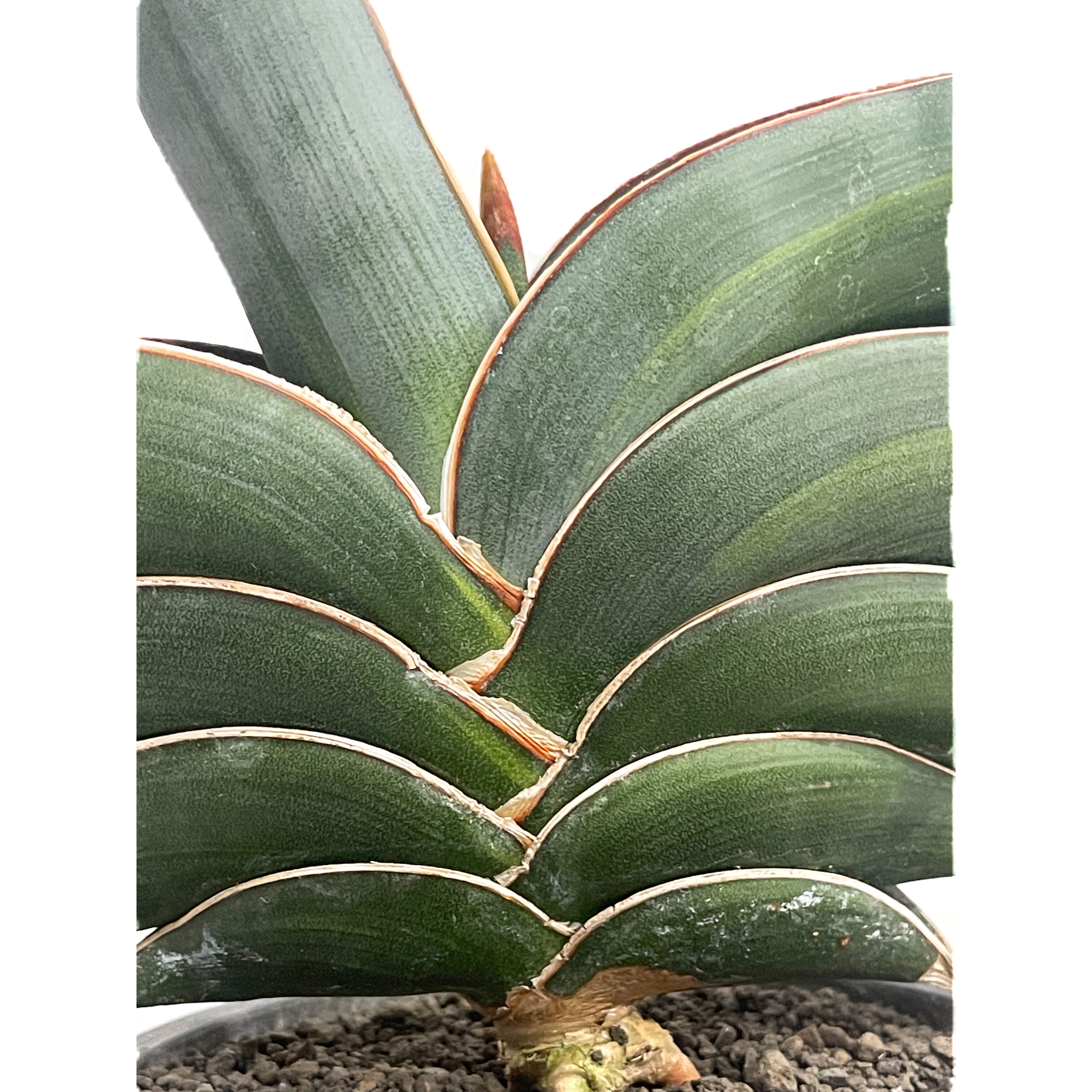 サンセベリア ロリダ 斑入り「Sansevieria rorida var.」93D-4 |