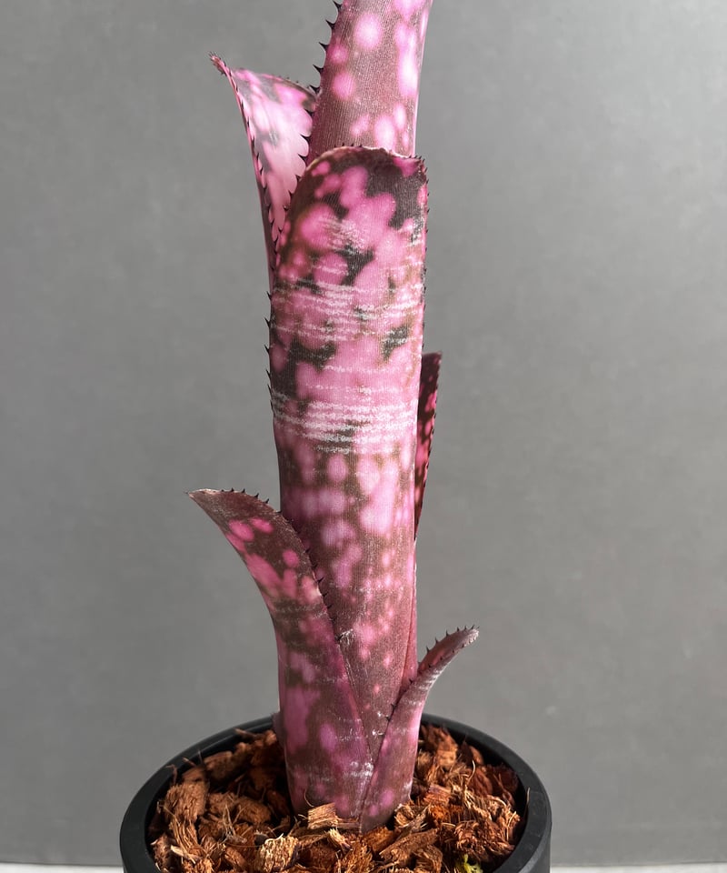 ビルベルギア インセンディアリー デライト 「Billbergia