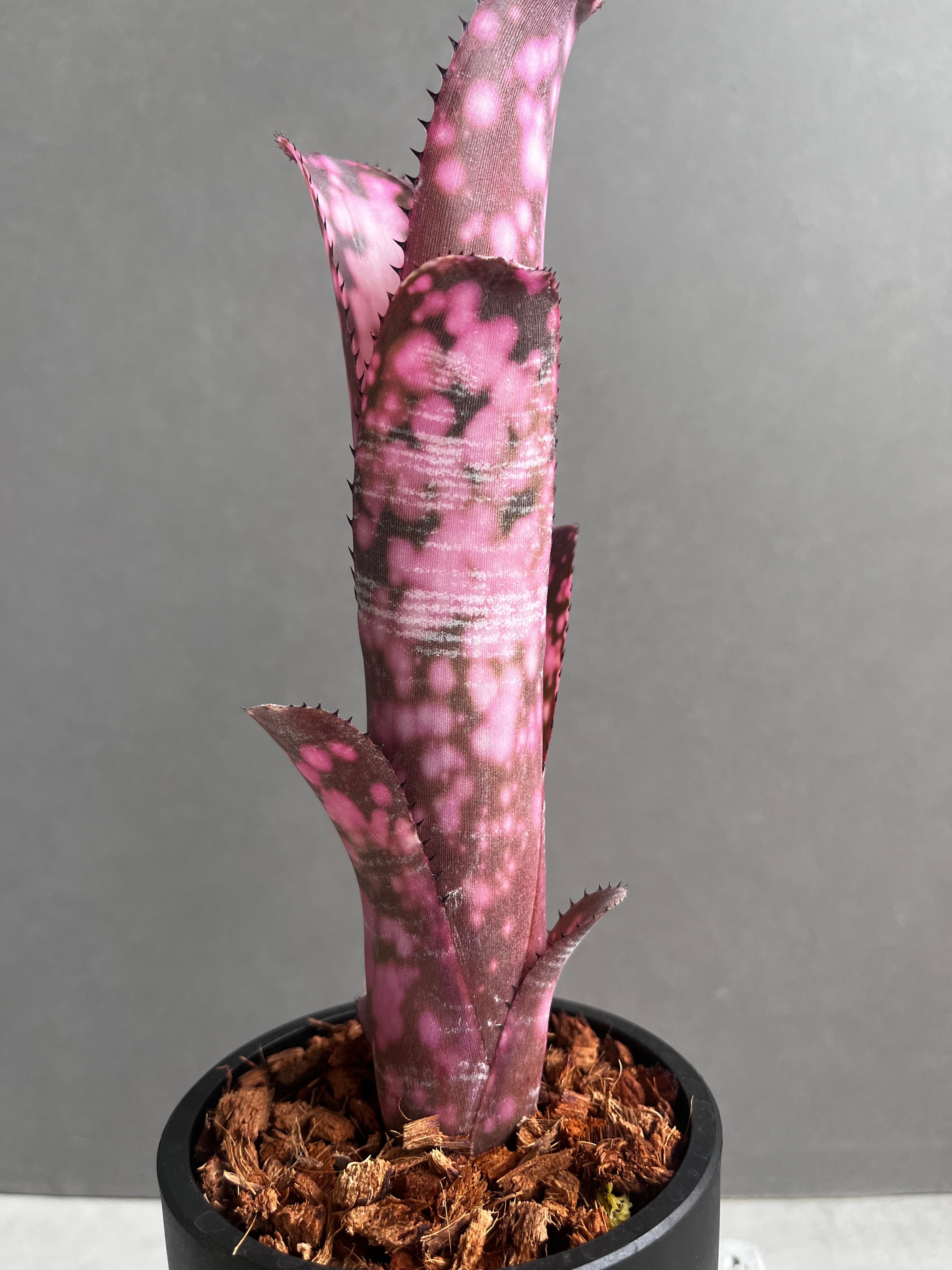ビルベルギア インセンディアリー デライト 「Billbergia Incendiary De