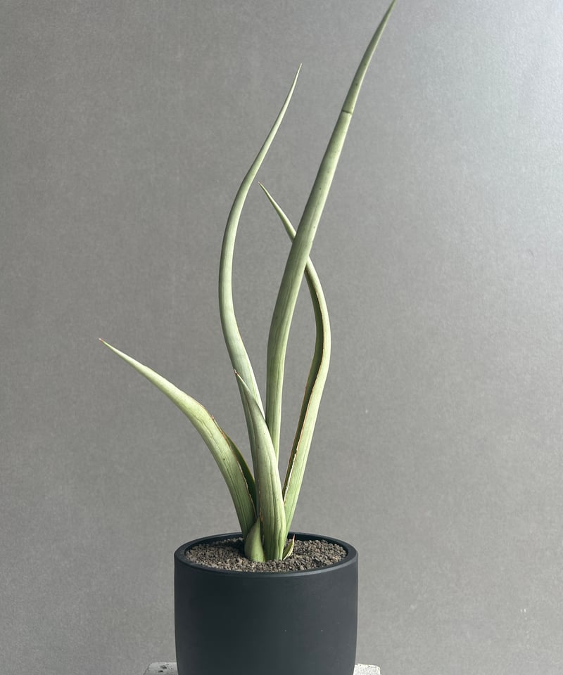 サンセベリア シルバー スパイラル「Sansevieria Silver Spiral (f
