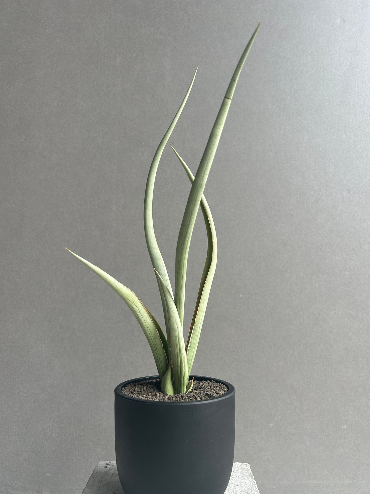 サンセベリア シルバー スパイラル「Sansevieria Silver Spiral (f