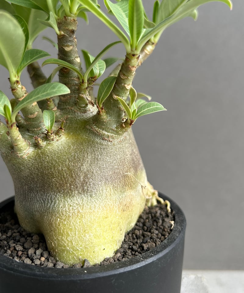 アデニウム アラビカム スーパー ドワーフ “ブラック” 「Adenium