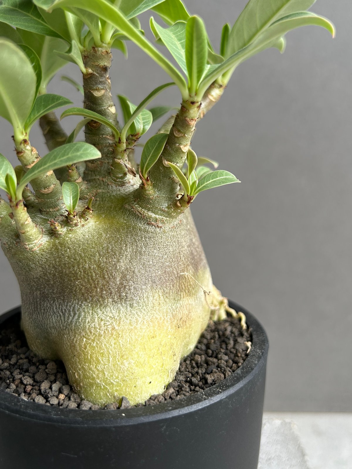 アデニウム アラビカム スーパー ドワーフ “ブラック” 「Adenium