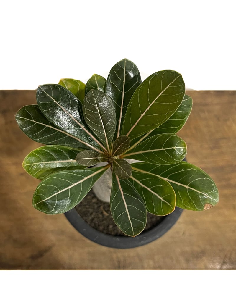 アデニウム ソコトラナム 「Adenium socotranum 」42E-1 | SHOU
