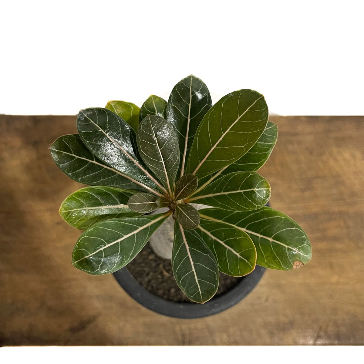 アデニウム ソコトラナム 「Adenium socotranum 」42E-1 | SHOU