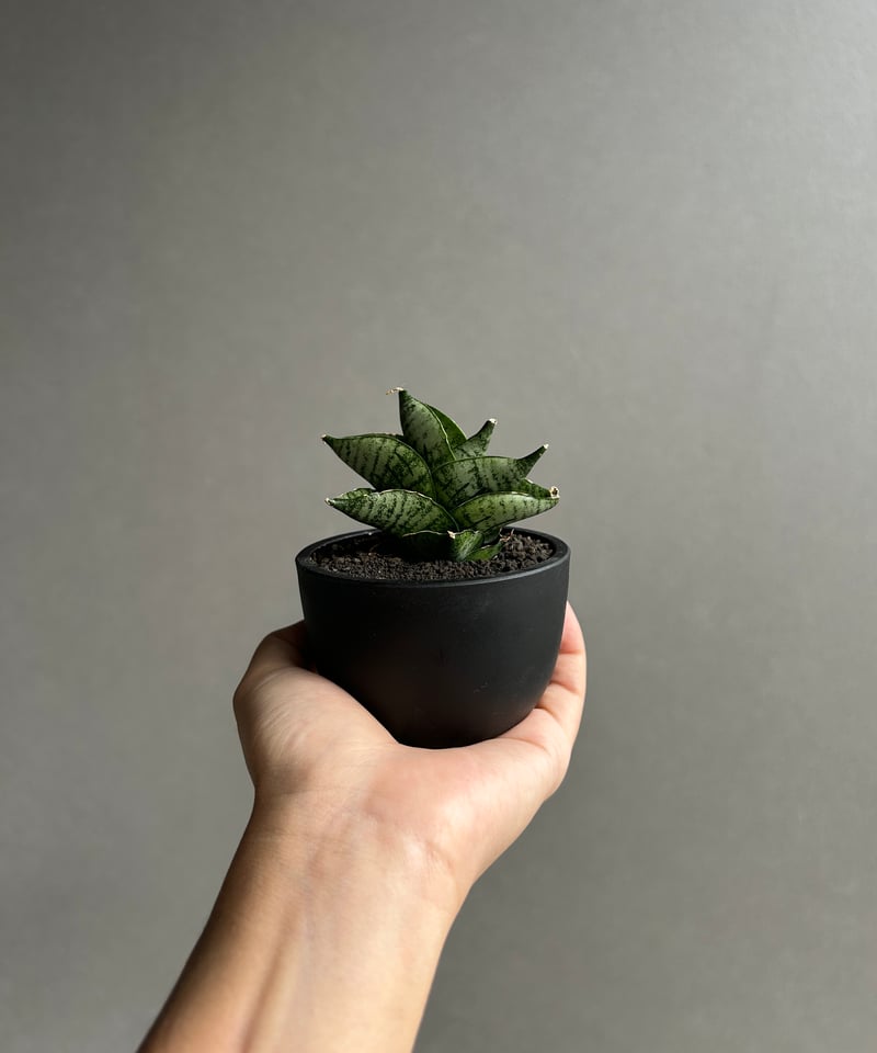 サンセベリア インフィニティ「Sansevieria Infinity 」57I | SHOU