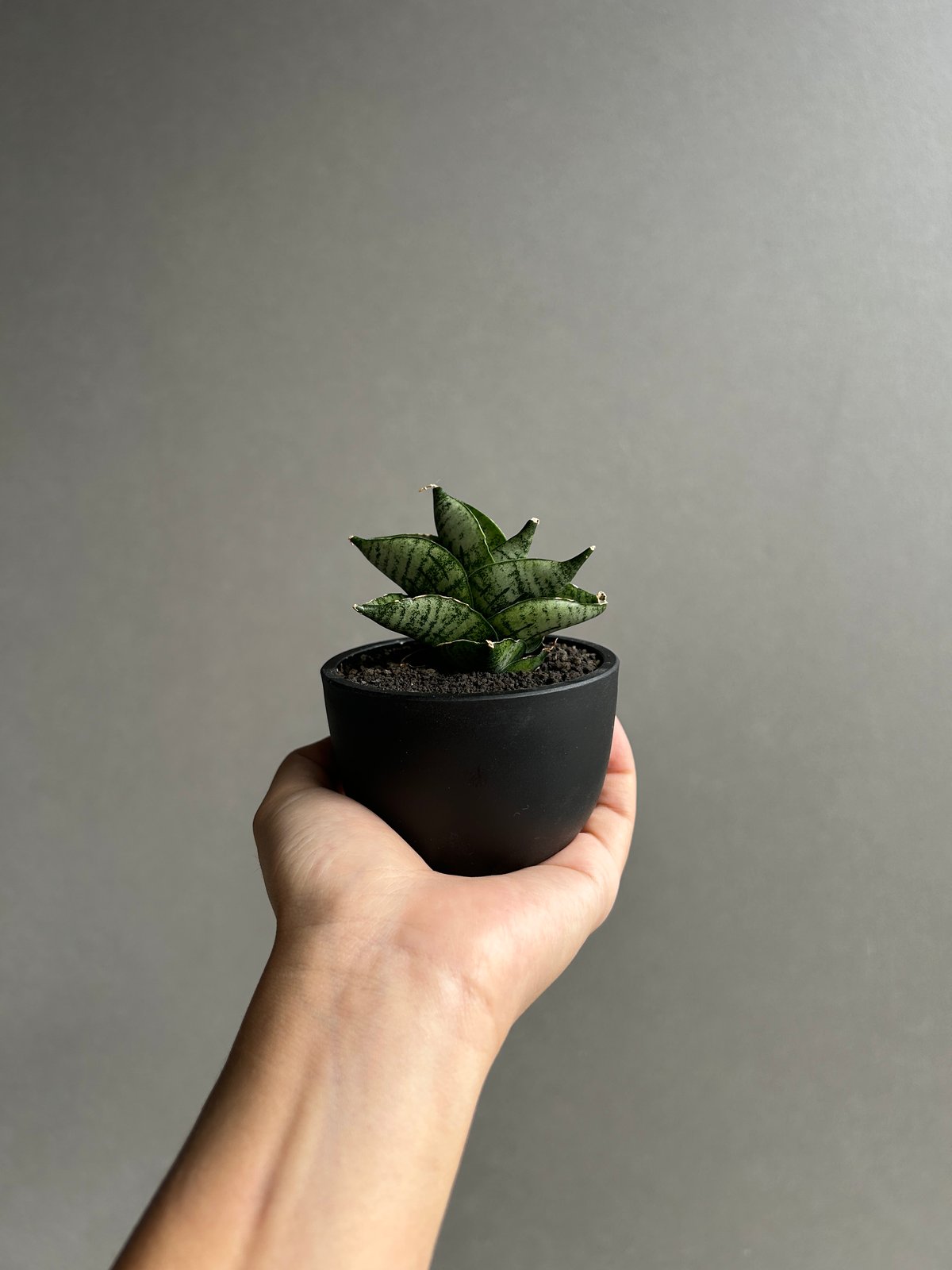 サンセベリア インフィニティ「Sansevieria Infinity 」57I | SHOU