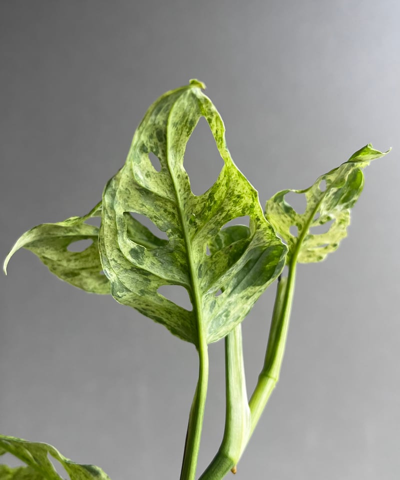 モンステラ ラニアタ ミント 斑入 「Monstera laniata mint varieg