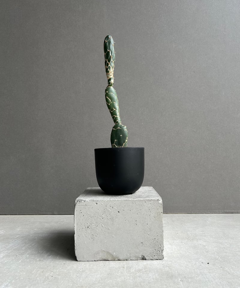 オプンチア ゼブリナ 'コブラ'「Opuntia zebrina 'Cobra'」52L |