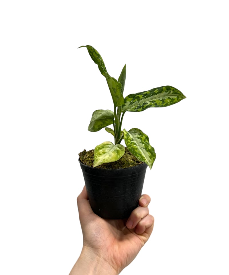 アグラオネマ ピクタム トリカラー「Aglaonema pictum tricolor」79J