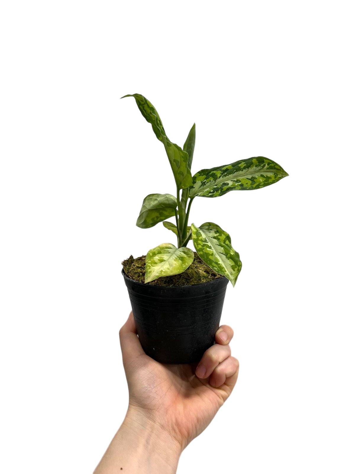 アグラオネマ ピクタム トリカラー「Aglaonema pictum tricolor」79J