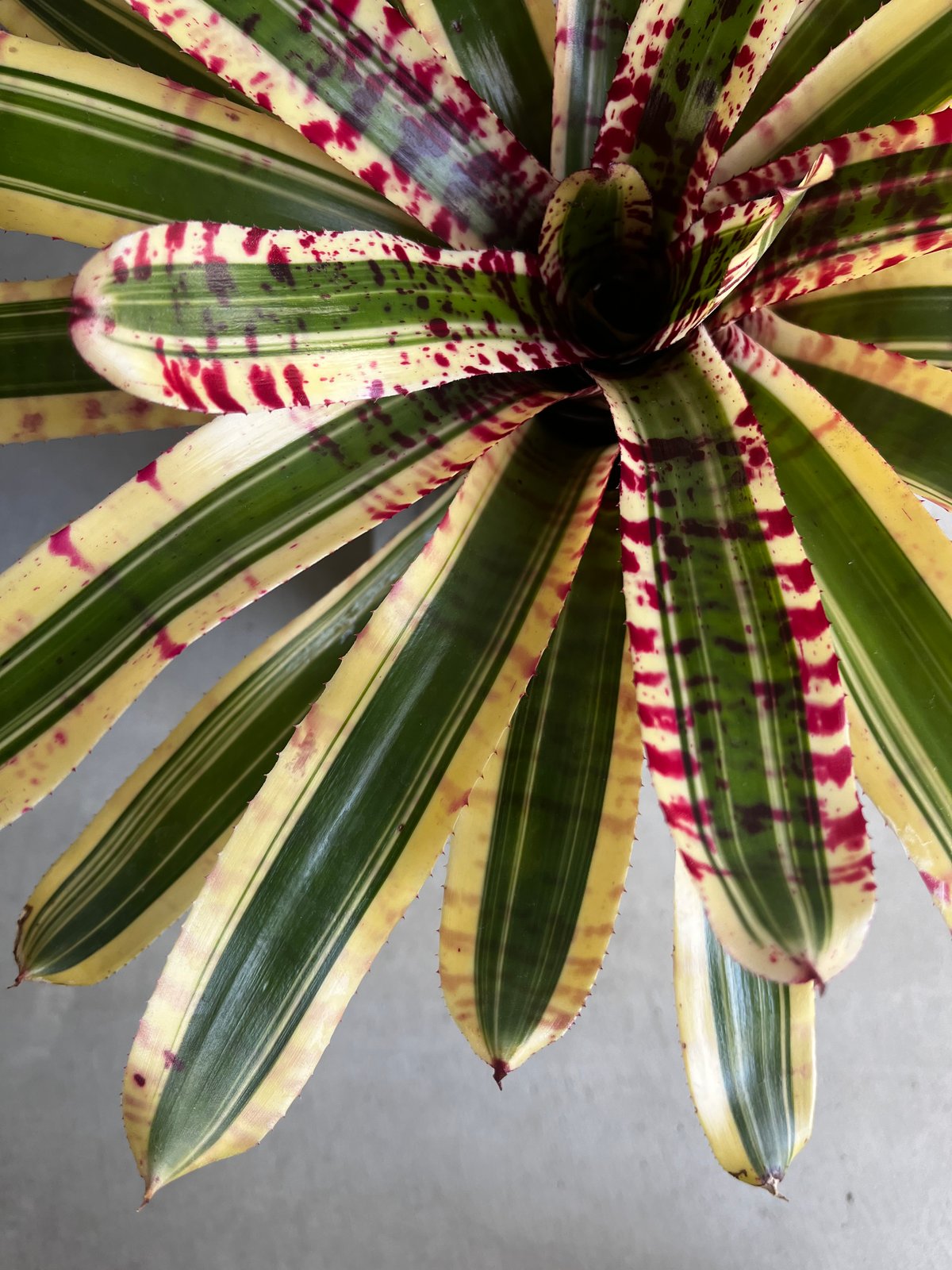 ネオレゲリア ワイルド ラビット 「Neoregelia 'Wild Rabbit'」49Z