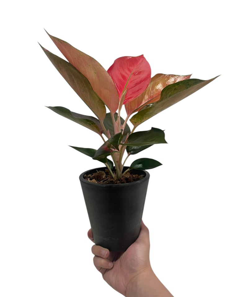 アグラオネマ オレンジ コーチン 「Aglaonema Orange Cochin