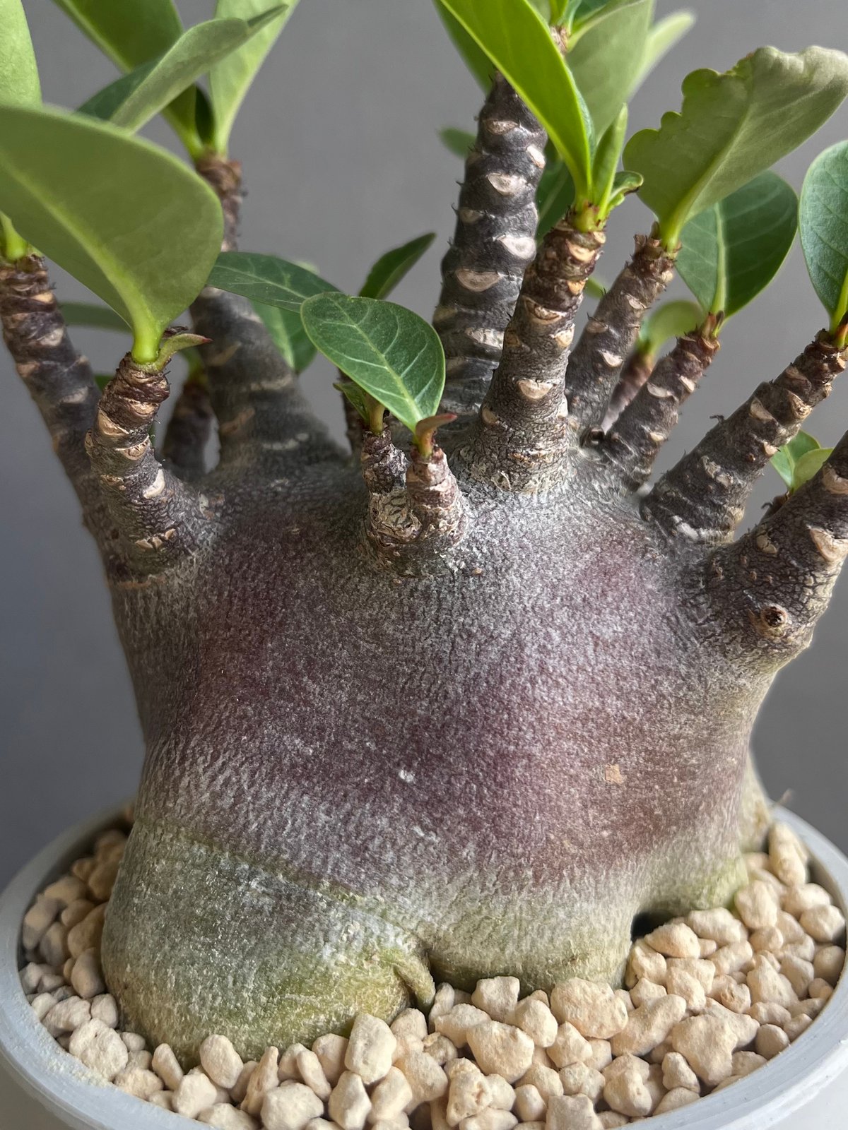 アデニウム アラビカム スーパー ドワーフ “ブラック” 「Adenium