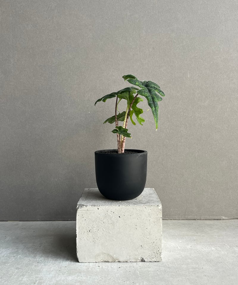 アロカシア ジャックリン「Alocasia Jacklyn」92N | SHOUCHIKUEN