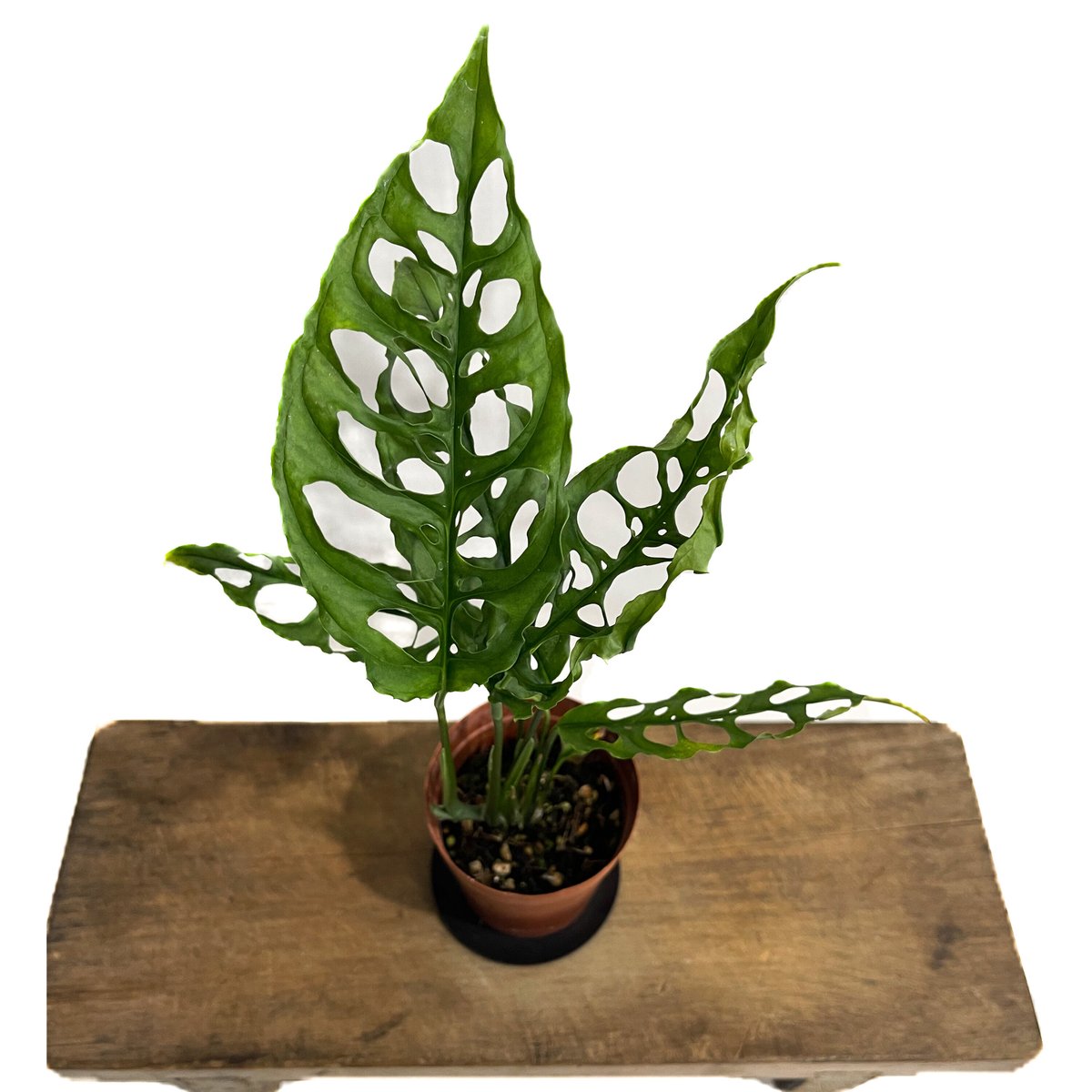 モンステラ オブリクア ペルー「Monstera obliqua Peru」8/18