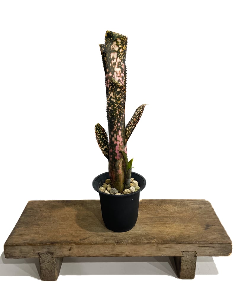 ビルベルギア コールド フュージョン「Billbergia Cold Fusion