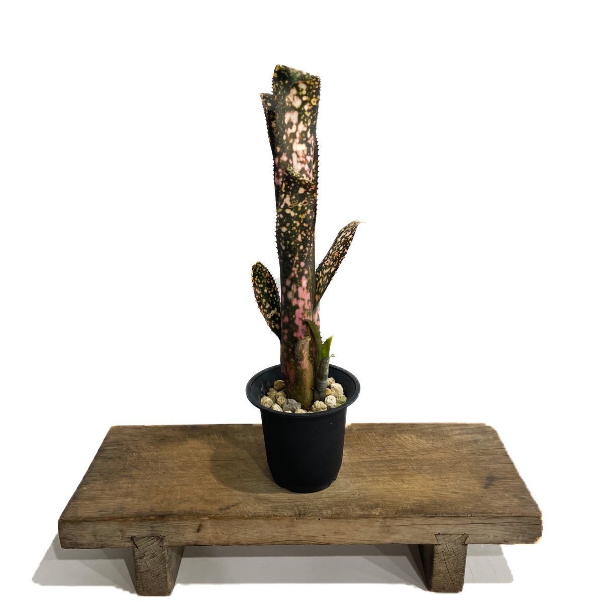 Billbergia 'Cold Fusion'〔ビルベルギア〕B0254 fit=scale-down,w=1200