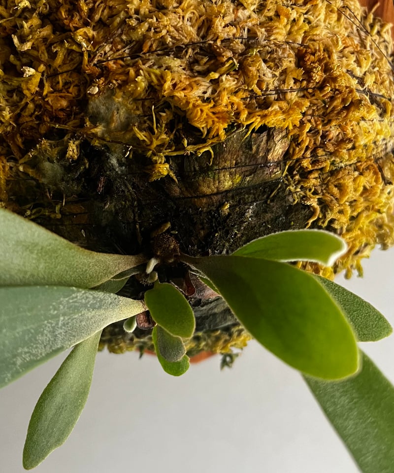 ビカクシダ ウィリンキー cv. ユーシャン(子株) 「Platycerium willinc