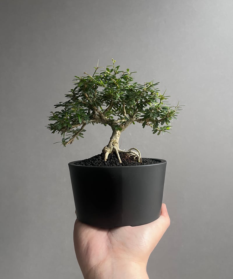 うち” 盆栽 「“UCHI” BONSAI 」76A | SHOUCHIKUEN