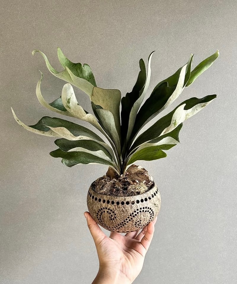 ビカクシダP.Nukul